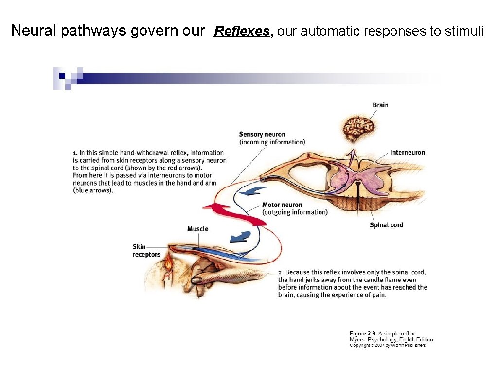 Neural pathways govern our Reflexes, our automatic responses to stimuli 