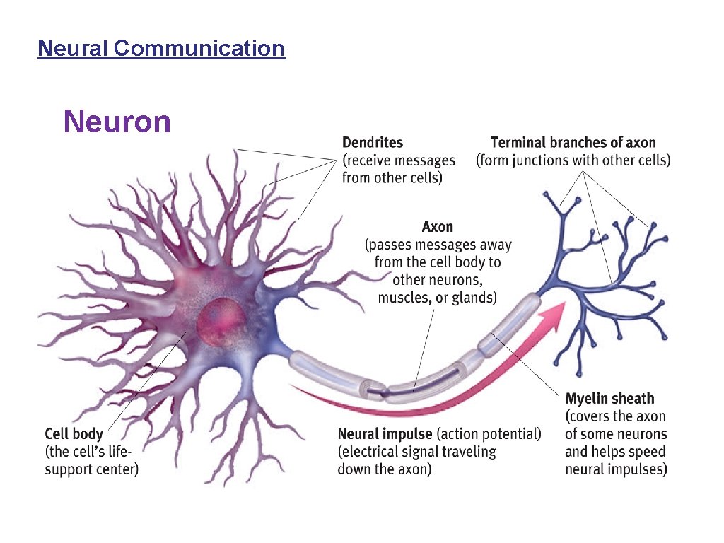 Neural Communication Neuron 
