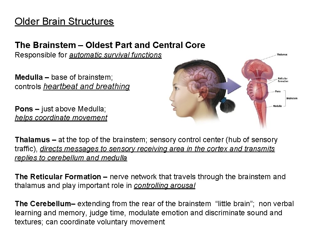 Older Brain Structures The Brainstem – Oldest Part and Central Core Responsible for automatic