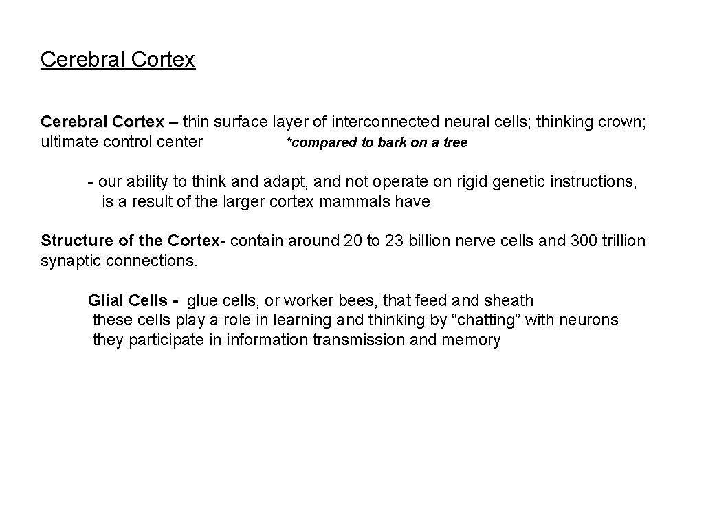 Cerebral Cortex – thin surface layer of interconnected neural cells; thinking crown; ultimate control