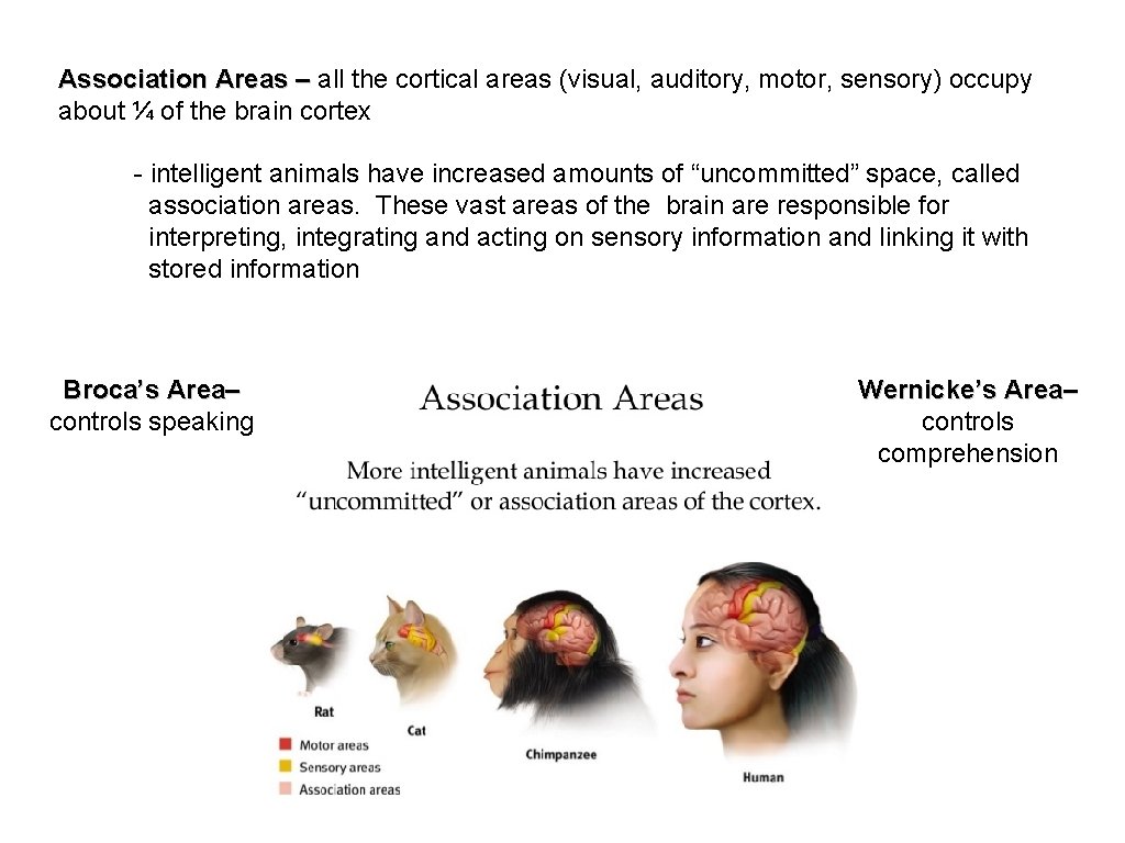 Association Areas – all the cortical areas (visual, auditory, motor, sensory) occupy about ¼