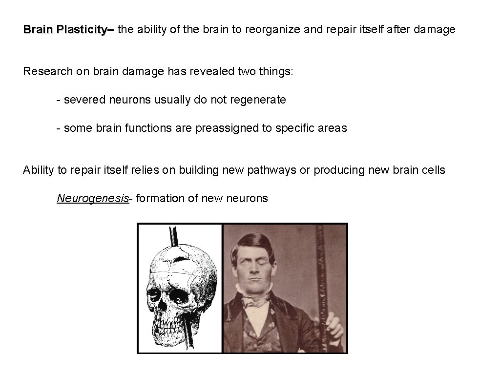 Brain Plasticity– the ability of the brain to reorganize and repair itself after damage