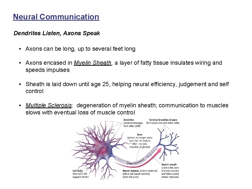Neural Communication Dendrites Listen, Axons Speak • Axons can be long, up to several