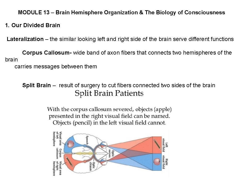 MODULE 13 – Brain Hemisphere Organization & The Biology of Consciousness 1. Our Divided