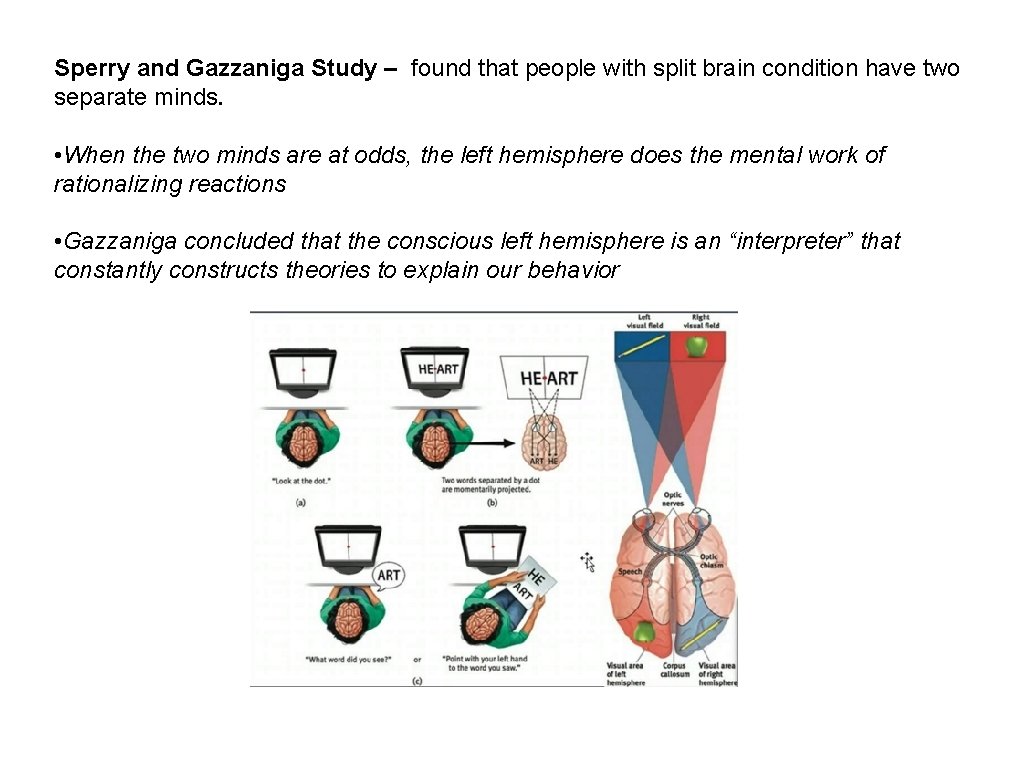 Sperry and Gazzaniga Study – found that people with split brain condition have two