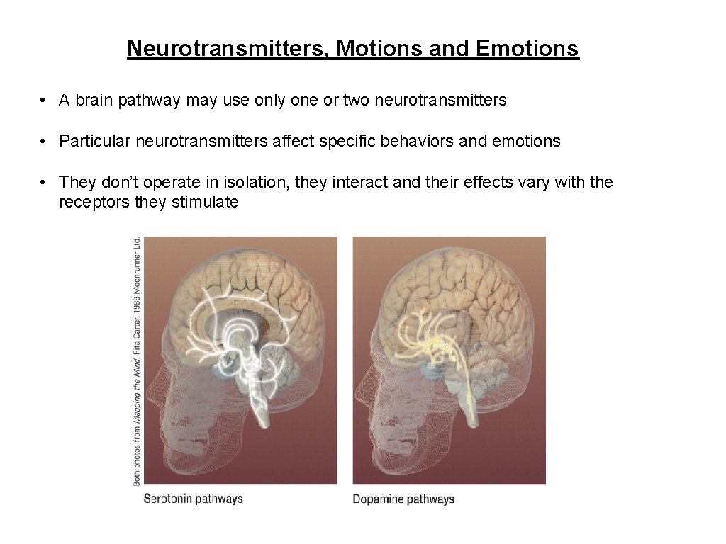 Neurotransmitters, Motions and Emotions • A brain pathway may use only one or two