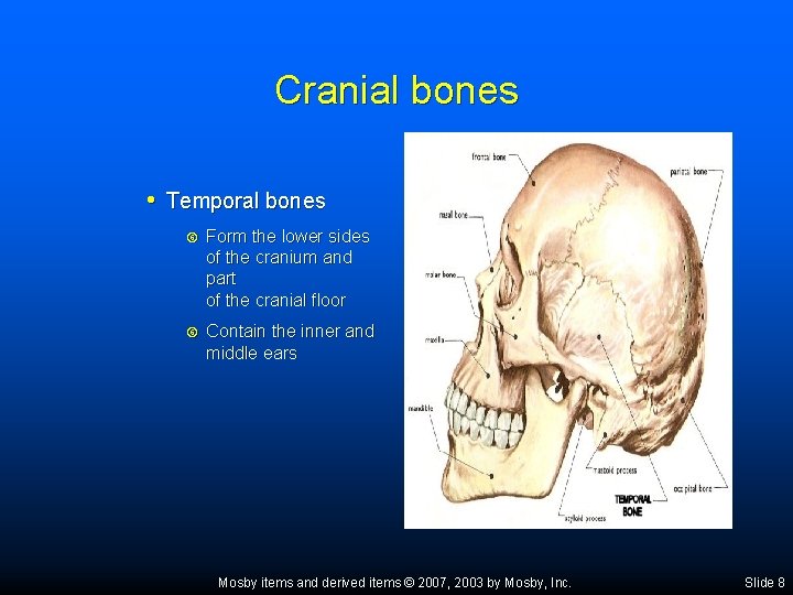 Cranial bones • Temporal bones Form the lower sides of the cranium and part