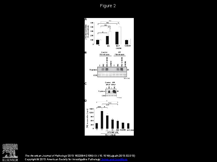 Figure 2 The American Journal of Pathology 2013 1822094 -2108 DOI: (10. 1016/j. ajpath.