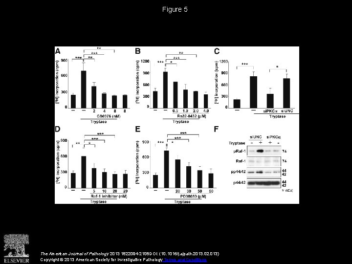 Figure 5 The American Journal of Pathology 2013 1822094 -2108 DOI: (10. 1016/j. ajpath.