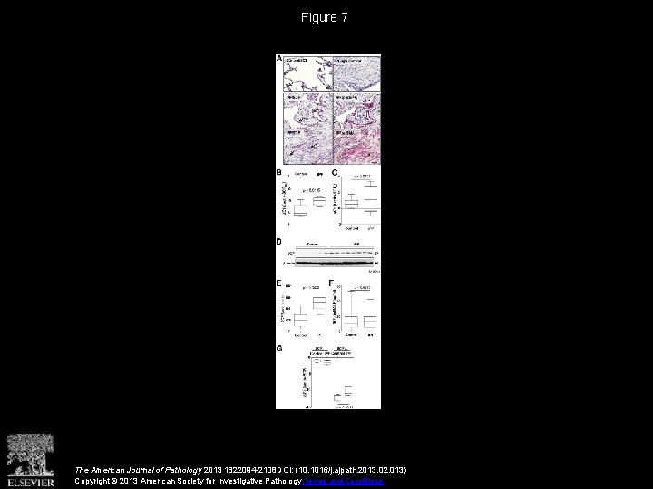 Figure 7 The American Journal of Pathology 2013 1822094 -2108 DOI: (10. 1016/j. ajpath.