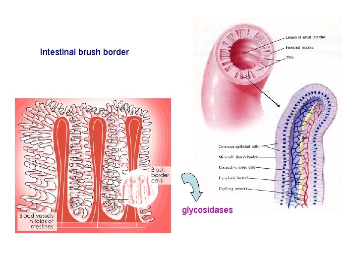 Intestinal brush border glycosidases 