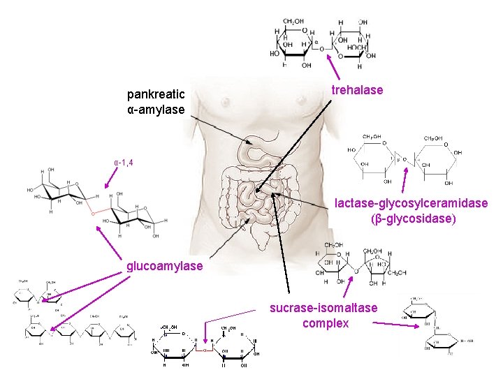 pankreatic α-amylase trehalase jgjhgjh α-1, 4 lactase-glycosylceramidase (β-glycosidase) glucoamylase sucrase-isomaltase complex 