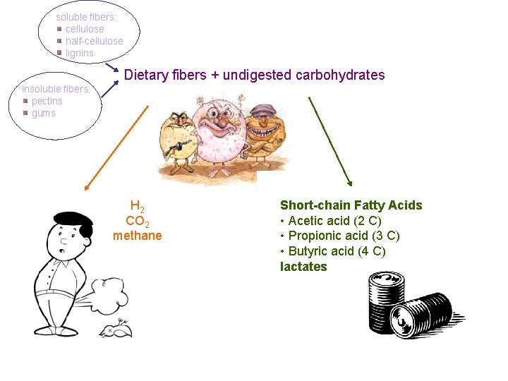 soluble fibers: cellulose half-cellulose lignins Dietary fibers + undigested carbohydrates insoluble fibers: pectins gums