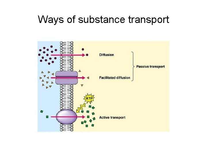 Ways of substance transport 