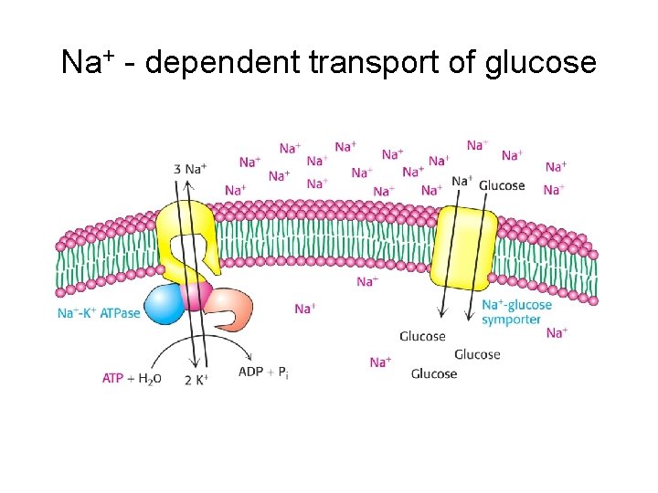 Na+ - dependent transport of glucose 