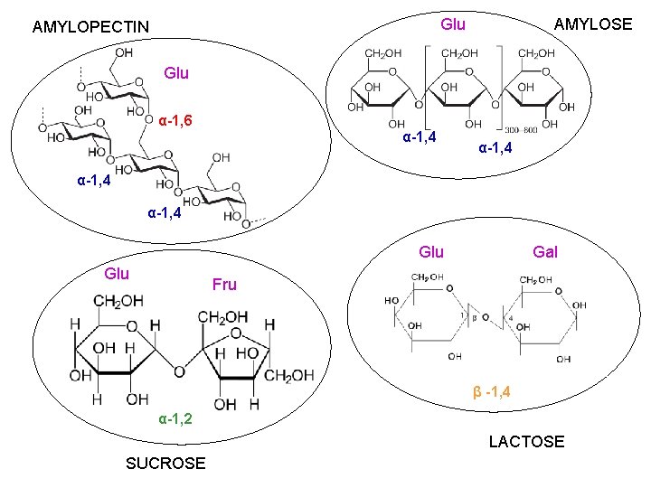 Glu AMYLOPECTIN AMYLOSE Glu α-1, 6 α-1, 4 Glu sgzusui Gal Fru β -1,