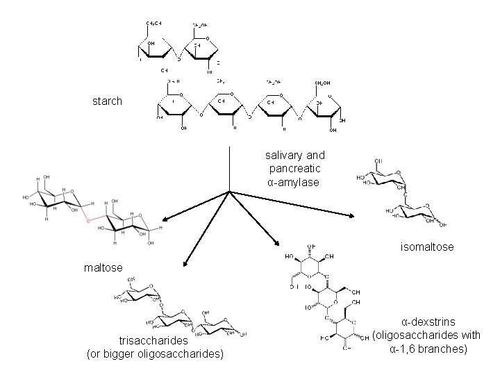 starch salivary and pancreatic α-amylase isomaltose trisaccharides (or bigger oligosaccharides) α-dexstrins (oligosaccharides with α-1,