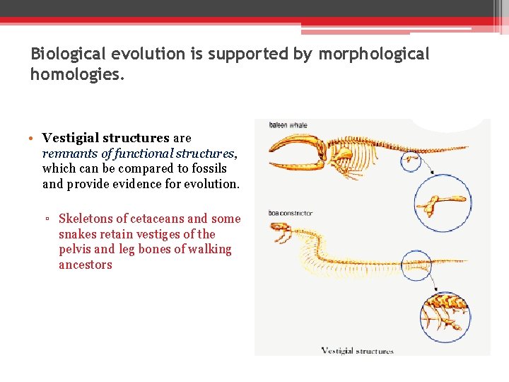 Biological evolution is supported by morphological homologies. • Vestigial structures are remnants of functional