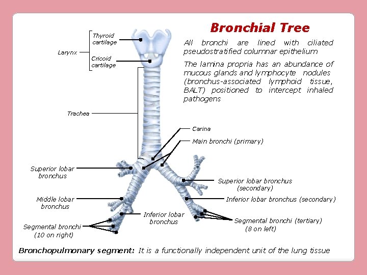 Thyroid cartilage Larynx Cricoid cartilage Bronchial Tree All bronchi are lined with ciliated pseudostratified