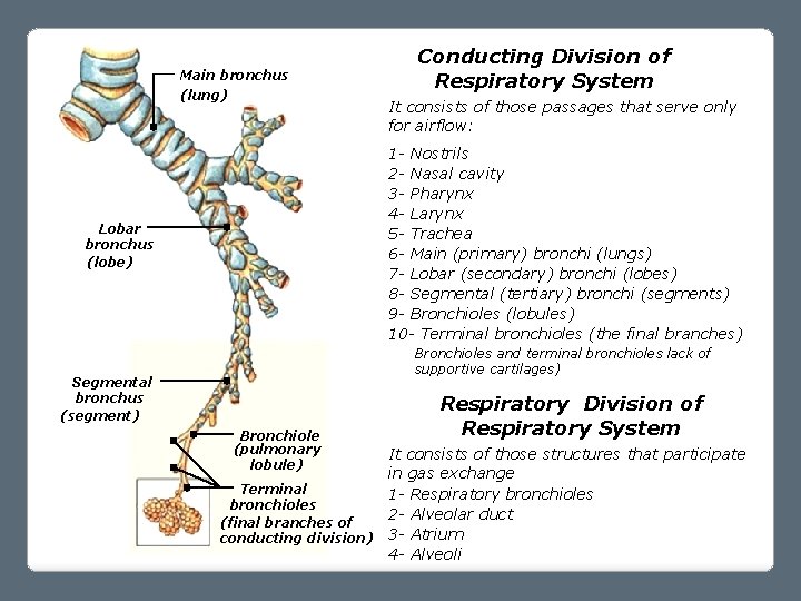 Main bronchus (lung) Conducting Division of Respiratory System It consists of those passages that