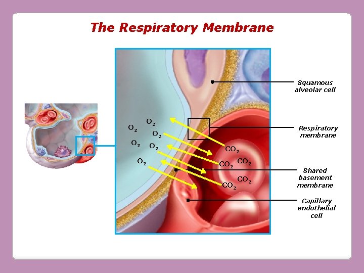 The Respiratory Membrane Squamous alveolar cell O 2 O 2 Respiratory membrane O 2