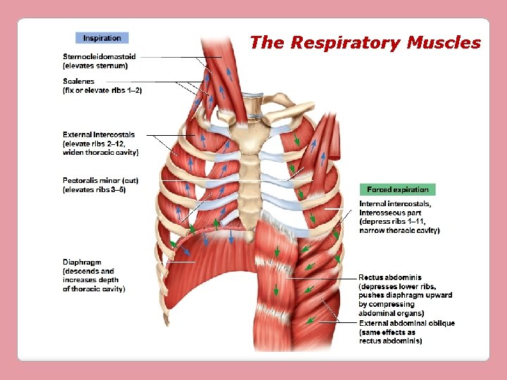 The Respiratory Muscles 