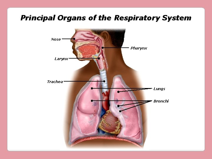 Principal Organs of the Respiratory System Nose Pharynx Larynx Trachea Lungs Bronchi 