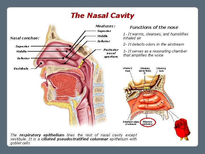 The Nasal Cavity Meatuses: Superior Nasal conchae: Superior Middle Inferior Posterior nasal aperture Functions