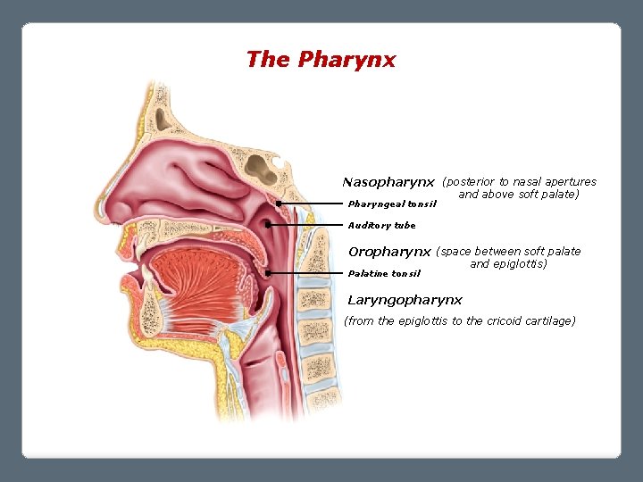 The Pharynx Nasopharynx (posterior to nasal apertures Pharyngeal tonsil and above soft palate) Auditory