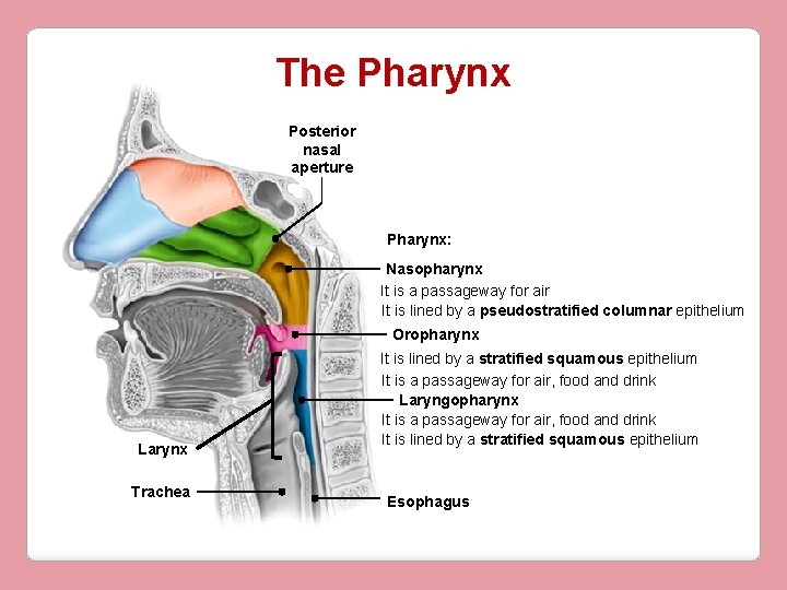 The Pharynx Posterior nasal aperture Pharynx: Nasopharynx It is a passageway for air It
