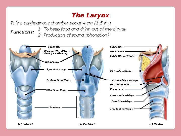 The Larynx It is a cartilaginous chamber about 4 cm (1. 5 in. )