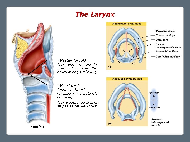The Larynx Vestibular fold They play no role in speech but close the larynx