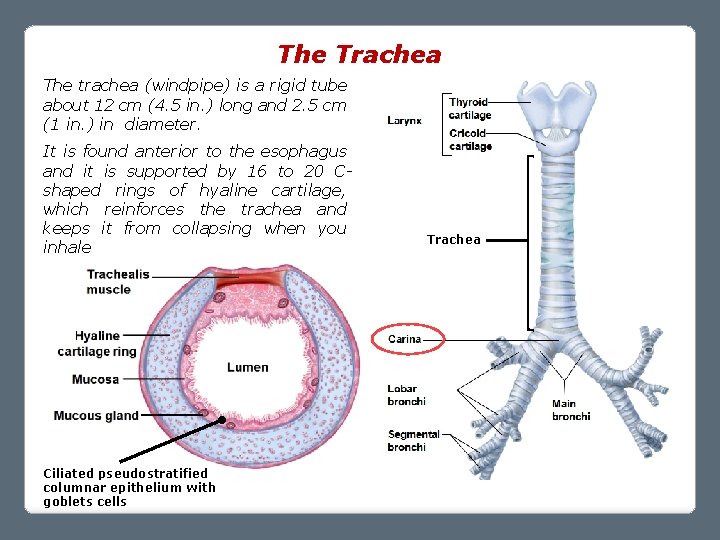 The Trachea The trachea (windpipe) is a rigid tube about 12 cm (4. 5