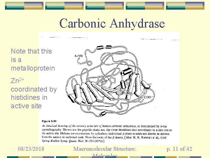 Carbonic Anhydrase Note that this is a metalloprotein Zn 2+ coordinated by histidines in
