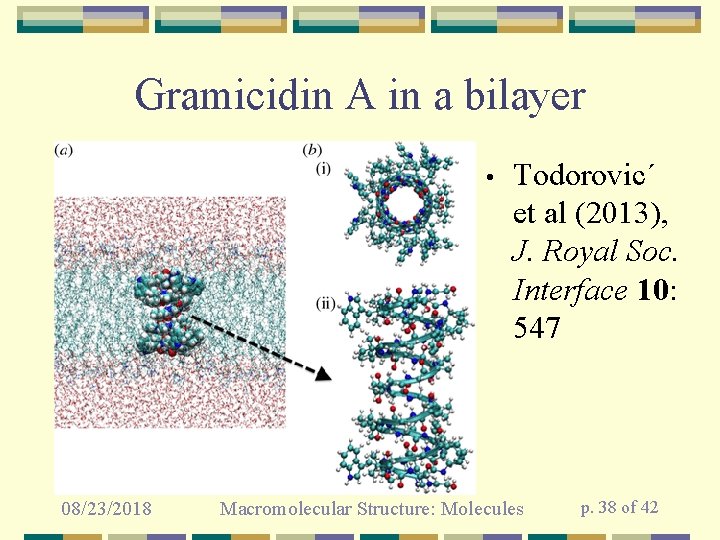 Gramicidin A in a bilayer • 08/23/2018 Todorovic´ et al (2013), J. Royal Soc.