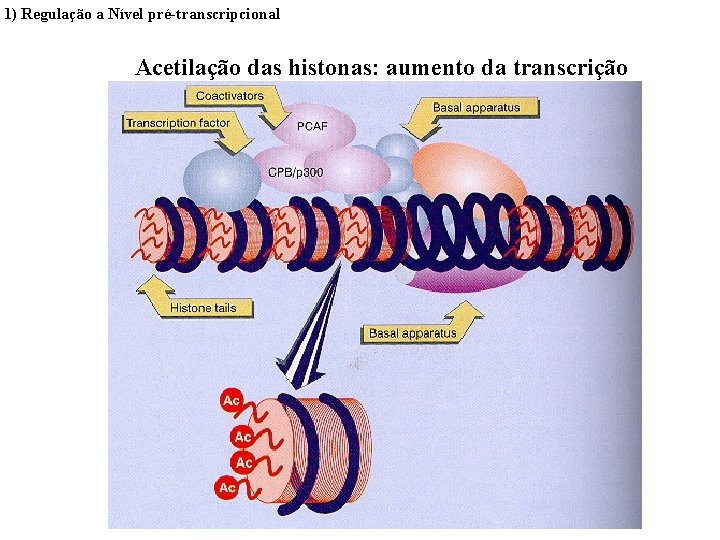 1) Regulação a Nível pré-transcripcional Acetilação das histonas: aumento da transcrição 