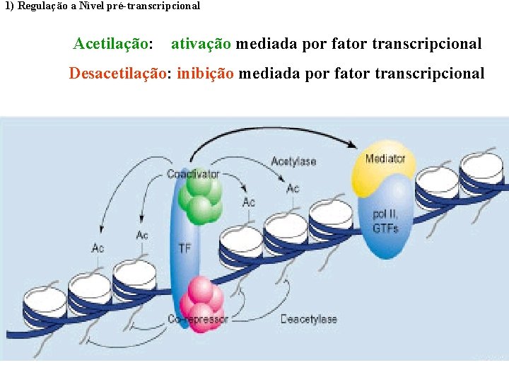 1) Regulação a Nível pré-transcripcional Acetilação: ativação mediada por fator transcripcional Desacetilação: inibição mediada
