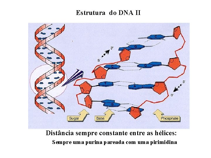 Estrutura do DNA II Distância sempre constante entre as hélices: Sempre uma purina pareada