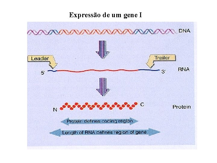 Expressão de um gene I 
