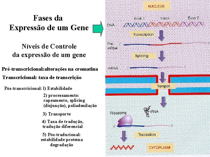 Fases da Expressão de um Gene Níveis de Controle da expressão de um gene