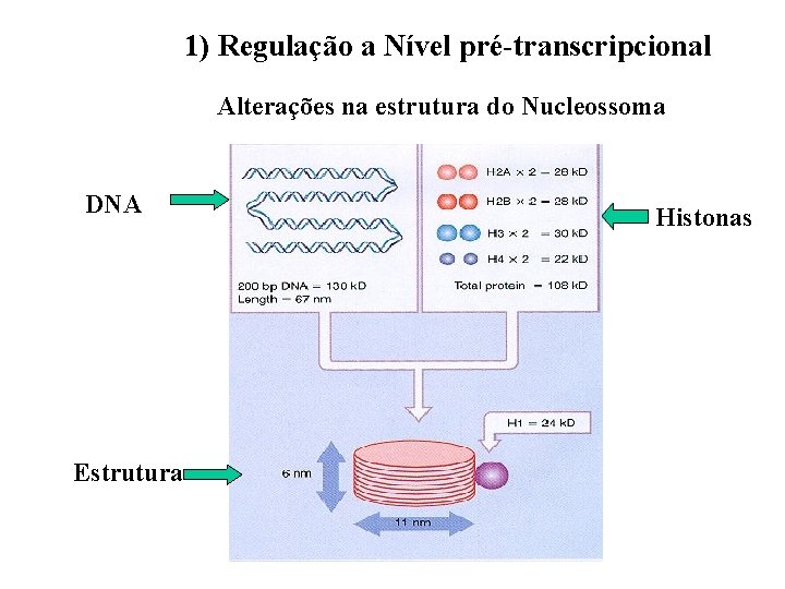 1) Regulação a Nível pré-transcripcional Alterações na estrutura do Nucleossoma DNA Estrutura Histonas 