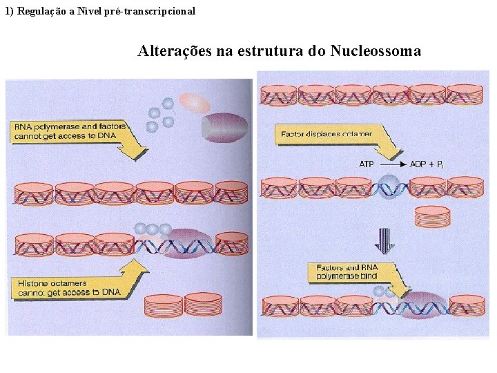 1) Regulação a Nível pré-transcripcional Alterações na estrutura do Nucleossoma 
