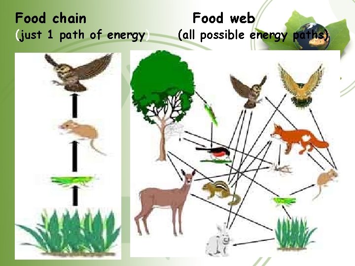 Food chain (just 1 path of energy) Food web (all possible energy paths)  Food chain (just 1 path of energy) Food web (all possible energy paths)