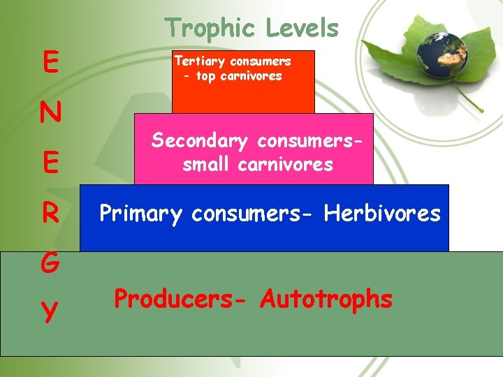 E N E R G Y Trophic Levels Tertiary consumers - top carnivores Secondary E N E R G Y Trophic Levels Tertiary consumers - top carnivores Secondary