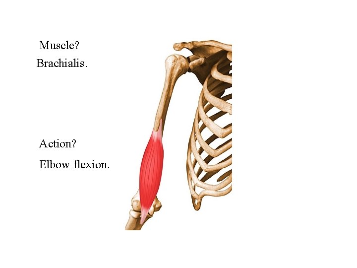 Muscle? Brachialis. Action? Elbow flexion. 