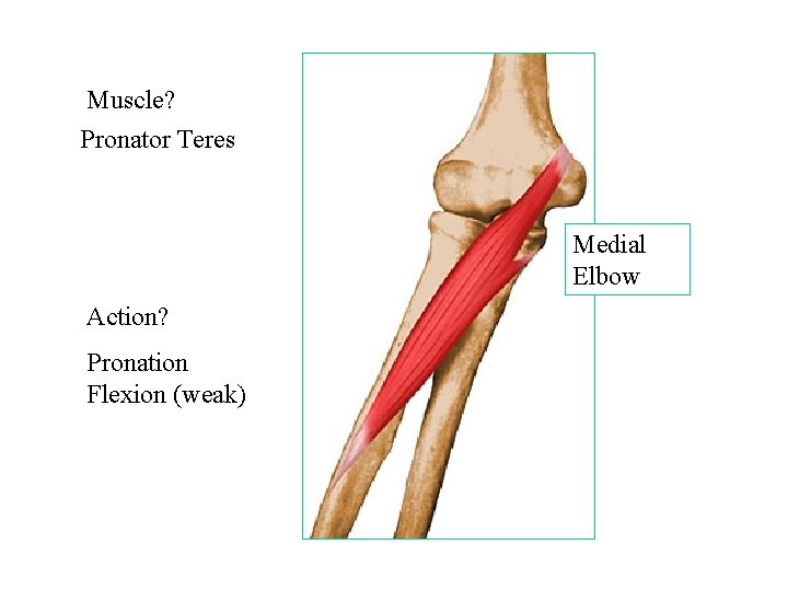 Muscle? Pronator Teres Medial Elbow Action? Pronation Flexion (weak) 