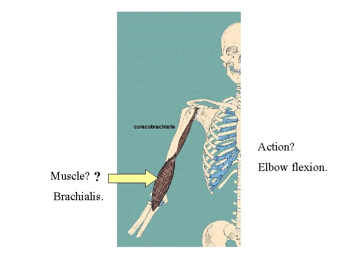 Action? Muscle? ? Brachialis. Elbow flexion. 