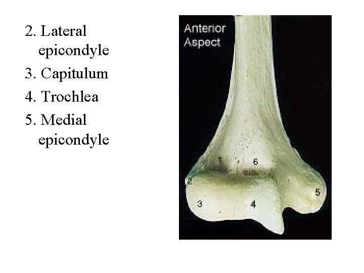 2. Lateral epicondyle 3. Capitulum 4. Trochlea 5. Medial epicondyle 