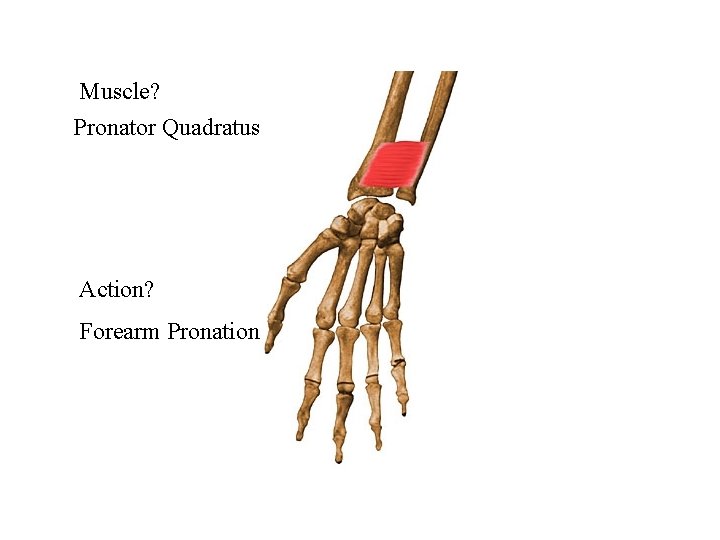 Muscle? Pronator Quadratus Action? Forearm Pronation 