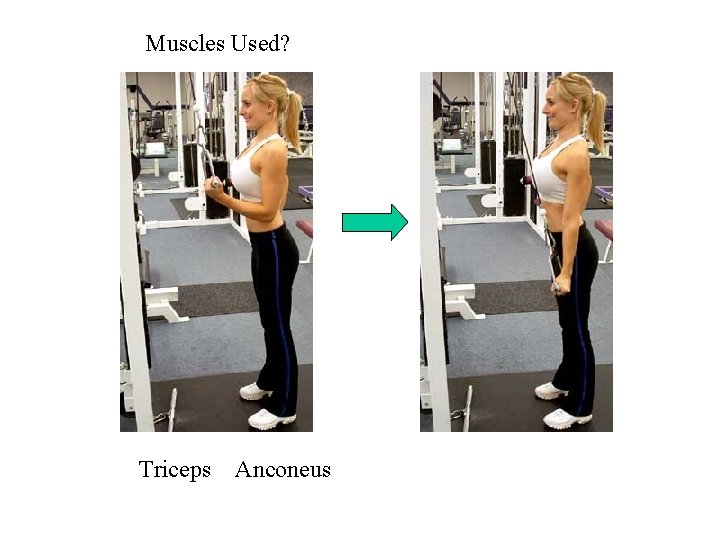 Muscles Used? Triceps Anconeus 